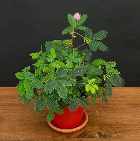 RARE Bashful Plant with Head Pot~Sensitive Plant~Shame Plant~ Zombie Plant~Action Plant~Shy Lady~Touch-Me-Not Plant~Mimosa Pudica