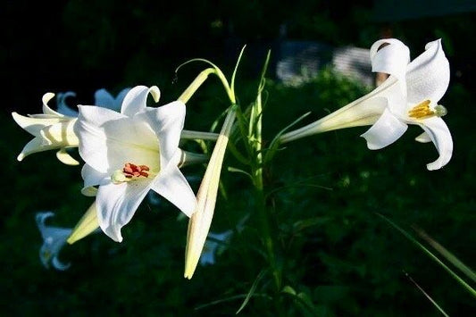 Lilium Formosanum Seeds ~ Formosa Lily~ Blooms ~ Climbing Perennial ~ Grow Your Own ~ Spring