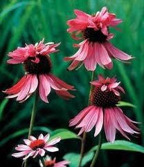 Doubledecker Purple Coneflower Echinacea Seeds ~ Echinacea Purpurea Doubledecker ~ Grow Your Own ~ Spring ~ Pretty Flowers