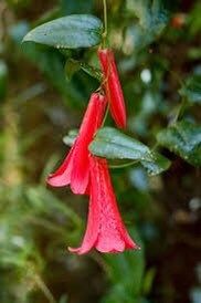 Lapageria Rosea Vine Seeds ~ Chilean Bellflower ~ Rare ~ Grow Your Own ~ Spring Flowers ~