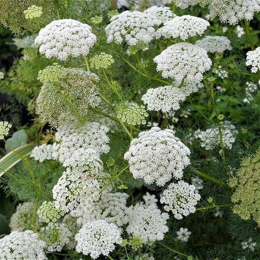 Bishop’s Flower Seeds ~ Ammi Majus ~ Fragrance ~ White Lace ~ Grow Your Own ~ Spring Flowers ~ Instead of Flowers