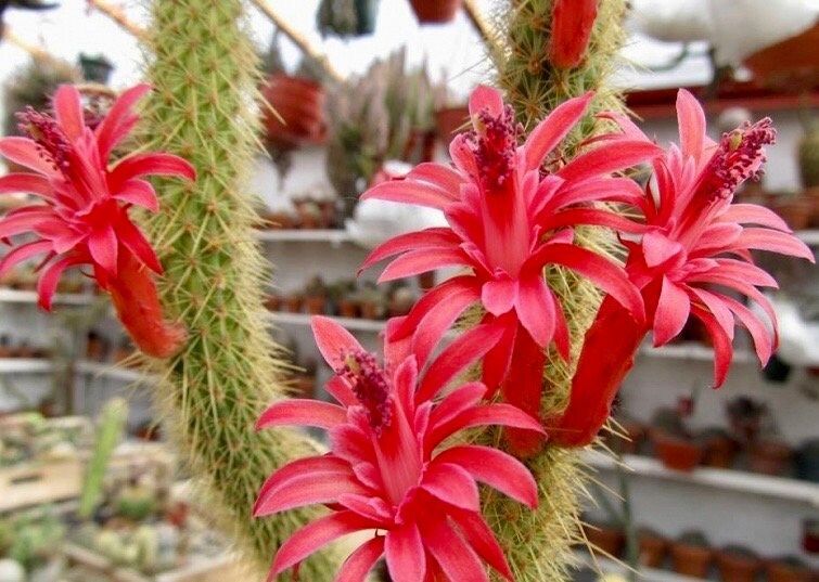 Cleistocactus Samaipatanus Seeds ~ Succulent ~ Cacti ~ Cárdenas ~ Cool Flowers ~ Rare ~ Easy Care