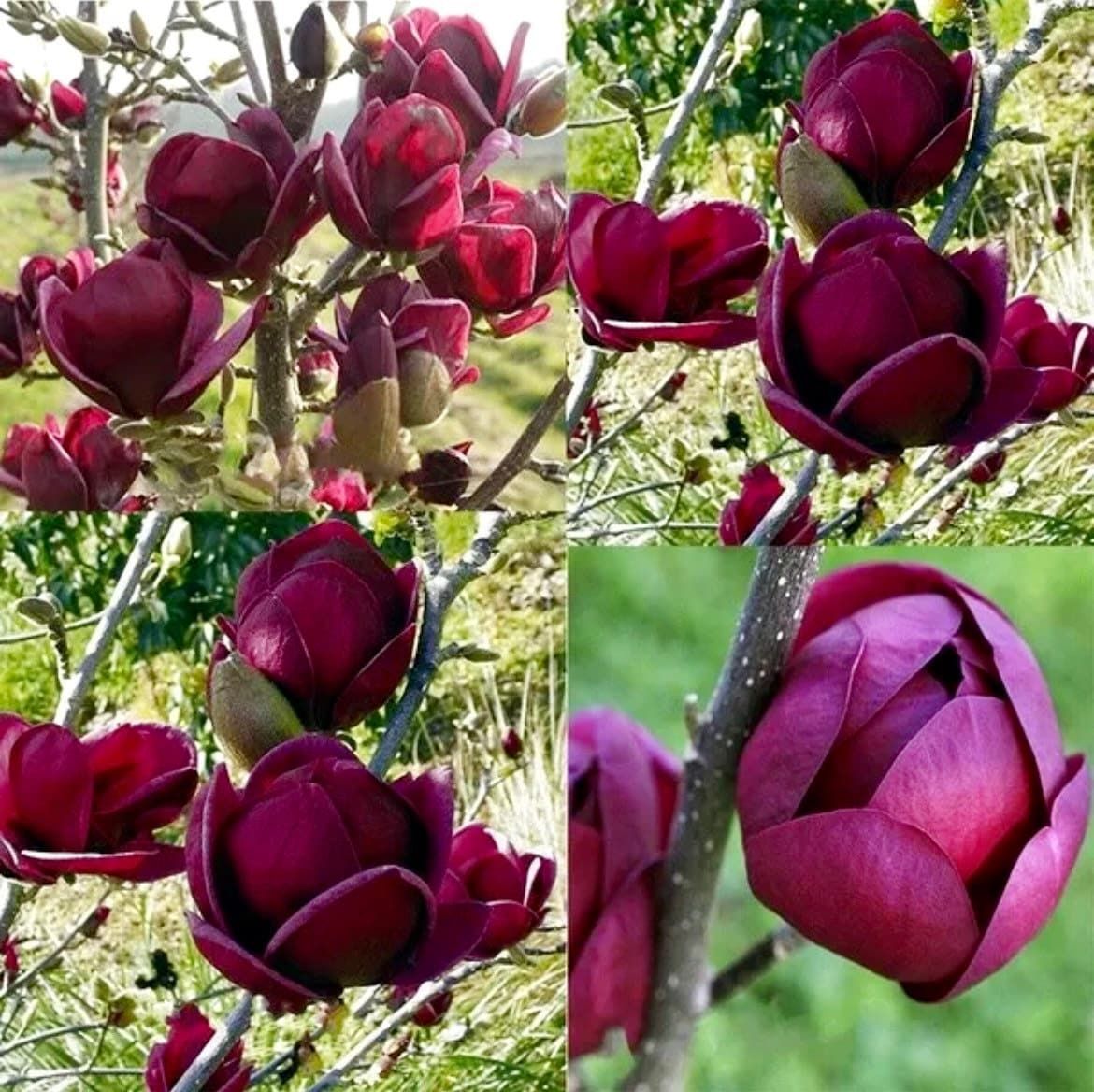 Genie Dark Red Yulan Magnolia Tree Seeds ~ Fragrant Flowers ~ Home Garden ~ Exotic Flower ~ Rare