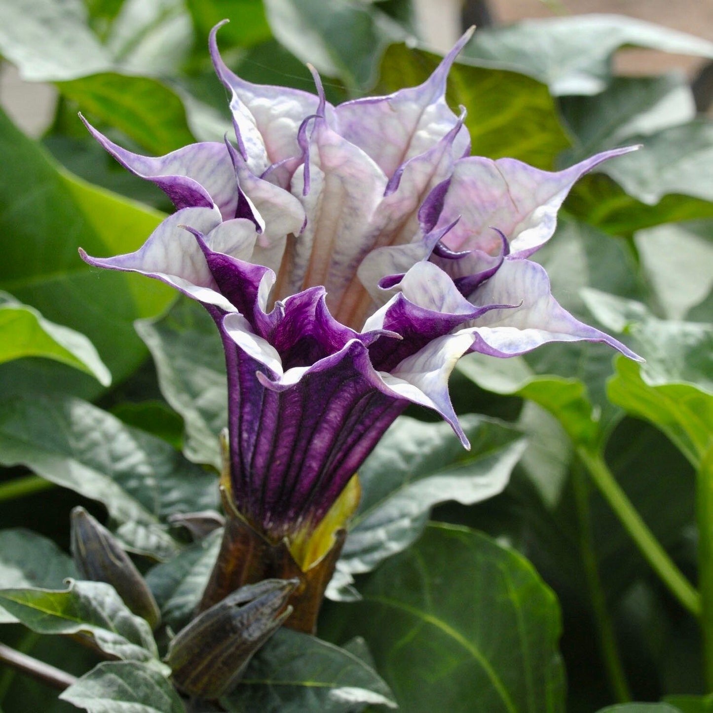 Ballerina Mix Devil’s Trumpet Seeds ~ Datura Metel ~ Fresh Seeds ~ Blooms ~ Flowers ~ Instead of Flowers ~