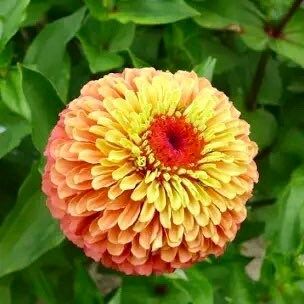 Zinnia “Queen Lime Orange” Seeds ~ Flower Seeds ~ Plants ~ Garden ~ Grow Your Own ~ Spring Flowers ~ Instead of Flowers ~ Flowers