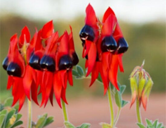 Rare Australian Sturts Desert Pea Seeds ~ Swainsona Formosa~ Plants ~ Garden ~ Exotic ~ Unique ~ Tropical