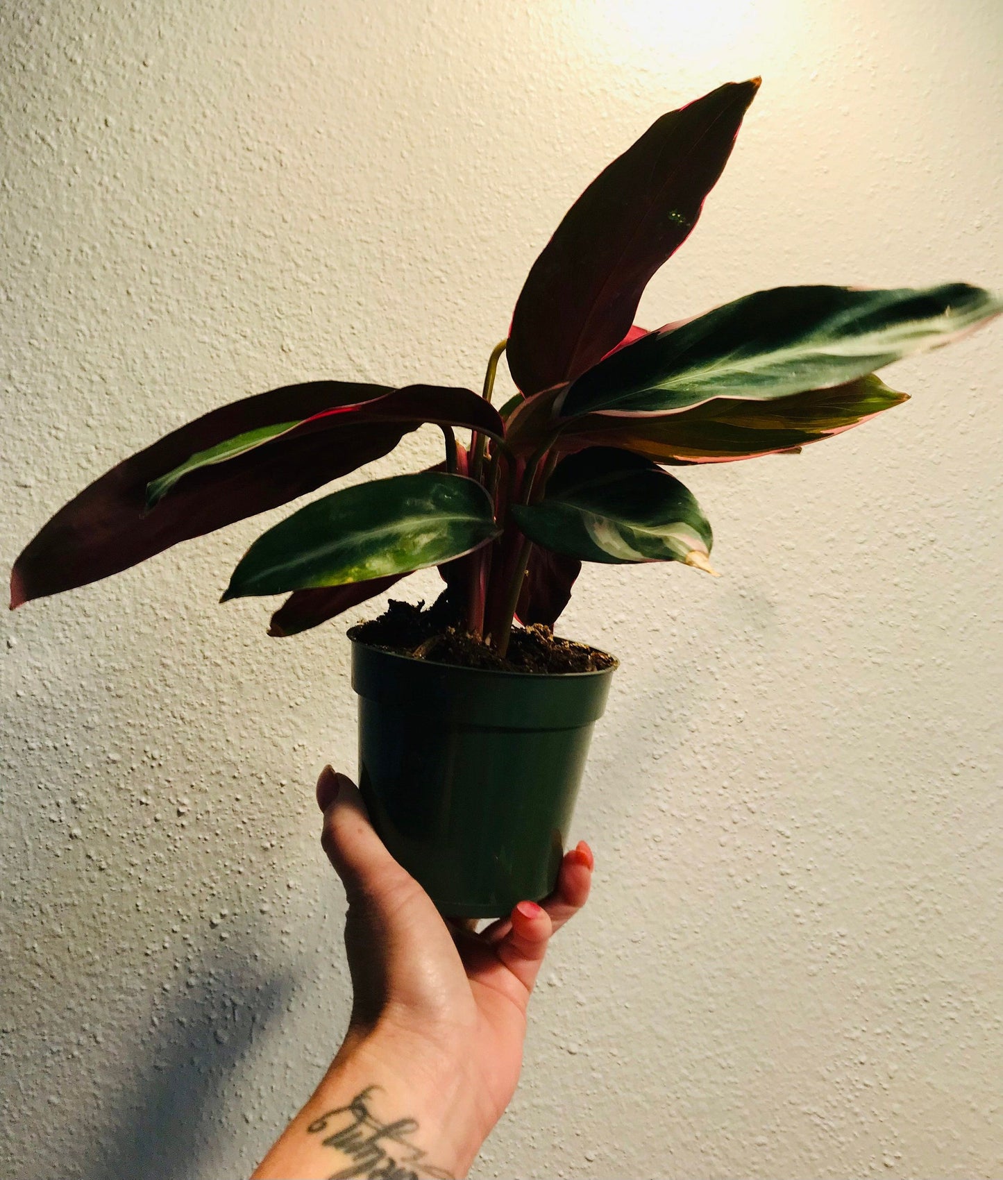 Tricolor Prayer Plant ~ Stromanthe Triostar ~ Easy to Grow House Plant