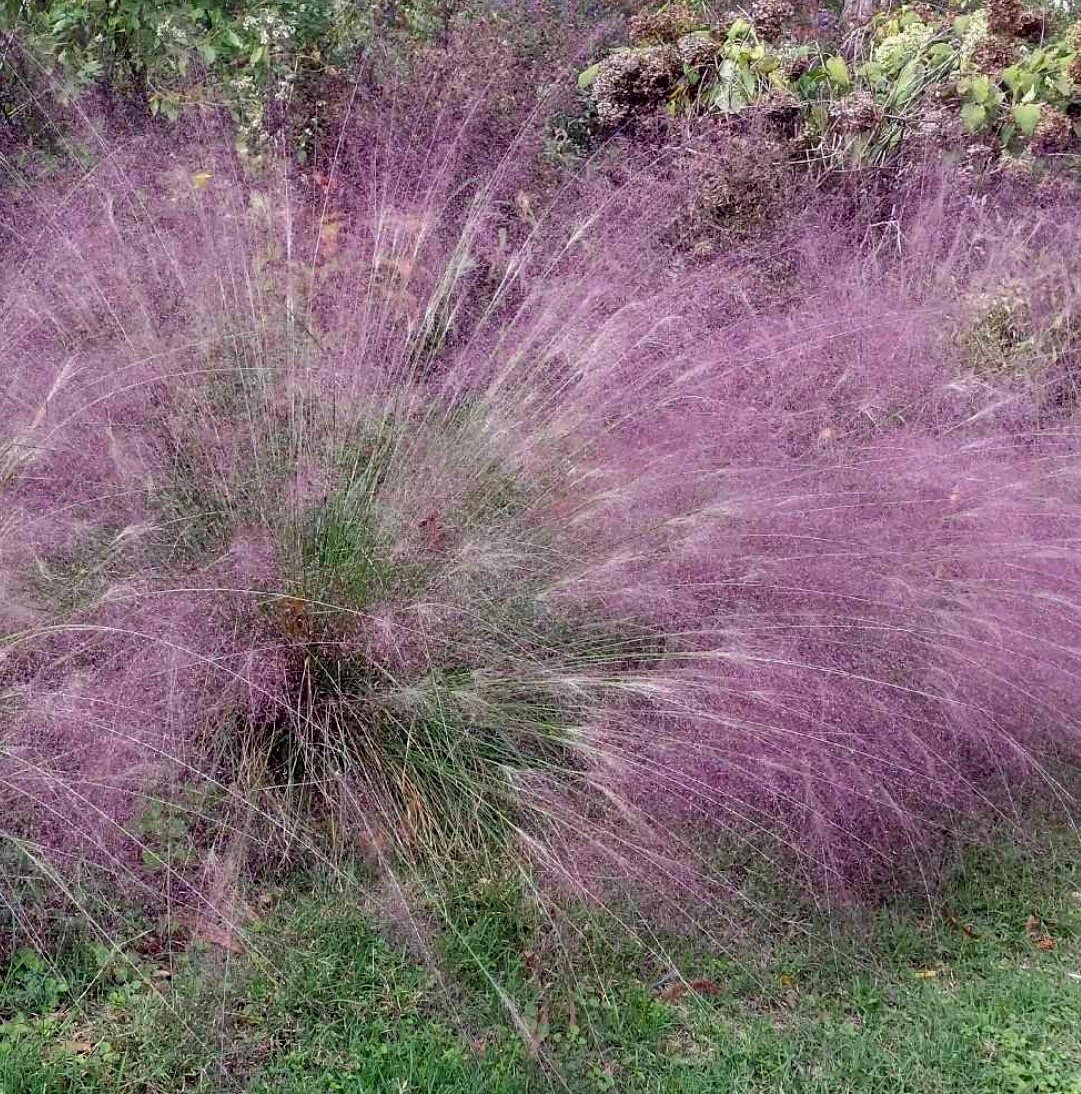 Purple Love Grass Seeds ~ Eragrostis Spectabilis ~ Unusual ~ Garden ~ Dried Flowers ~ Boho ~ Bouquets