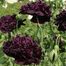 Papaver Paeoniflorum ‘Black Peony’ Poppy Seeds ~ Mixed Colors Flowers ~ Cool Flowers ~ Rare ~ Heirloom Seeds