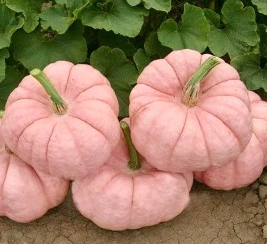 Pink Pumpkin Seeds ~ Grow Your Own ~ Autumn ~ Halloween ~ Fairytale ~ Decorations