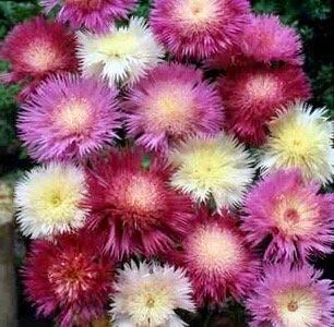 Rainbow Mixed Sultan Imperialis Seeds ~ Amberboa Moschata ~ Plants ~ Garden ~ Spring Flowers ~ Instead of Flowers ~ Flower