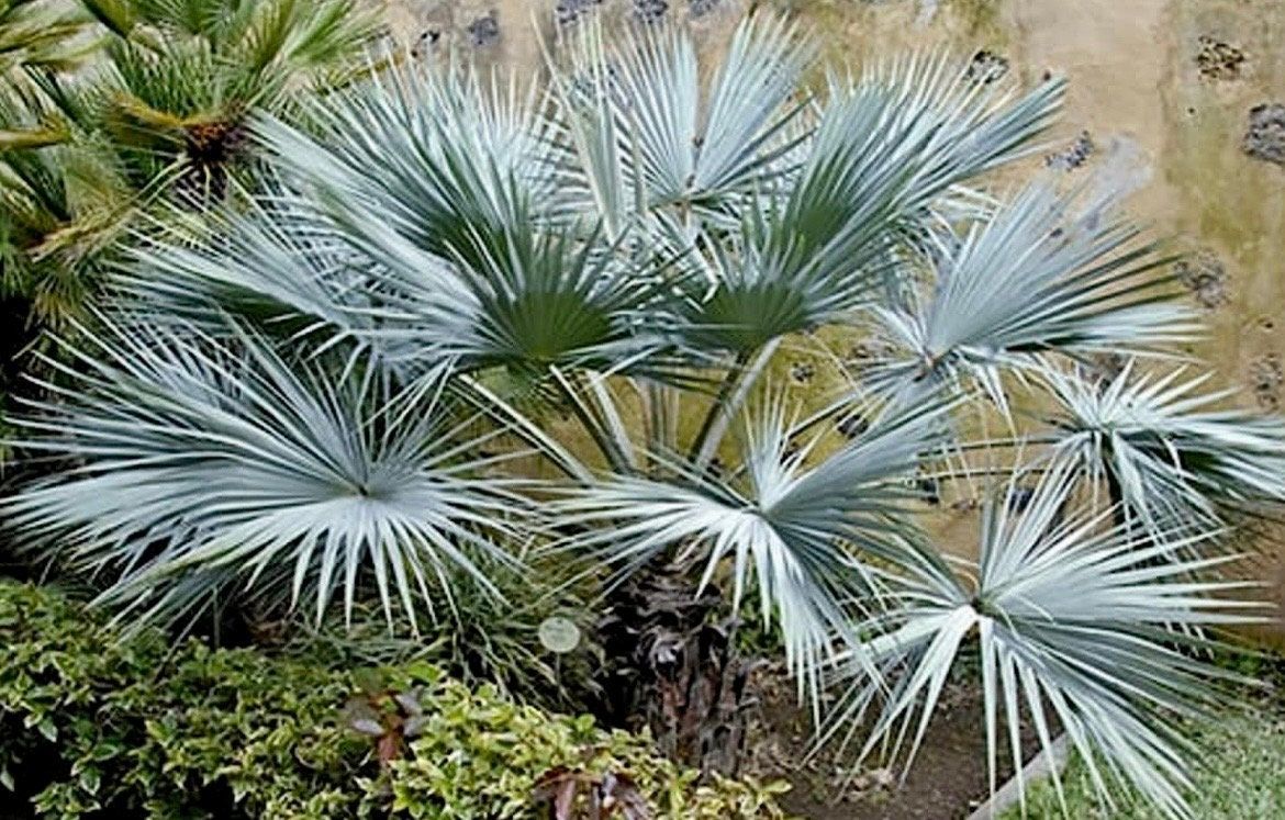 Mexican Blue Hesper Palm Tree Seeds ~ Brahea Armata ~ Mexican Blue Palm Tree ~ Grey Goddess Tropical ~ Exotic ~ Palm ~ Blue ~ Garden ~ Plams