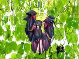 Rare Black Jade Vine Seeds ~ Mucuna Benettii ~ Mucuna Bennettii ~ Mucuna Warburgii ~ Mucuna Albertisii ~ Mucuna ~ Heirloom ~ Exotic