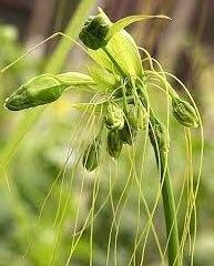 Rare Green Tacca Chantrieri Seeds ~ Black Bat Flower ~ Black Lily ~ Bat ~ Devil’s Flower ~ Exotic Flower ~ Unusual Flowers