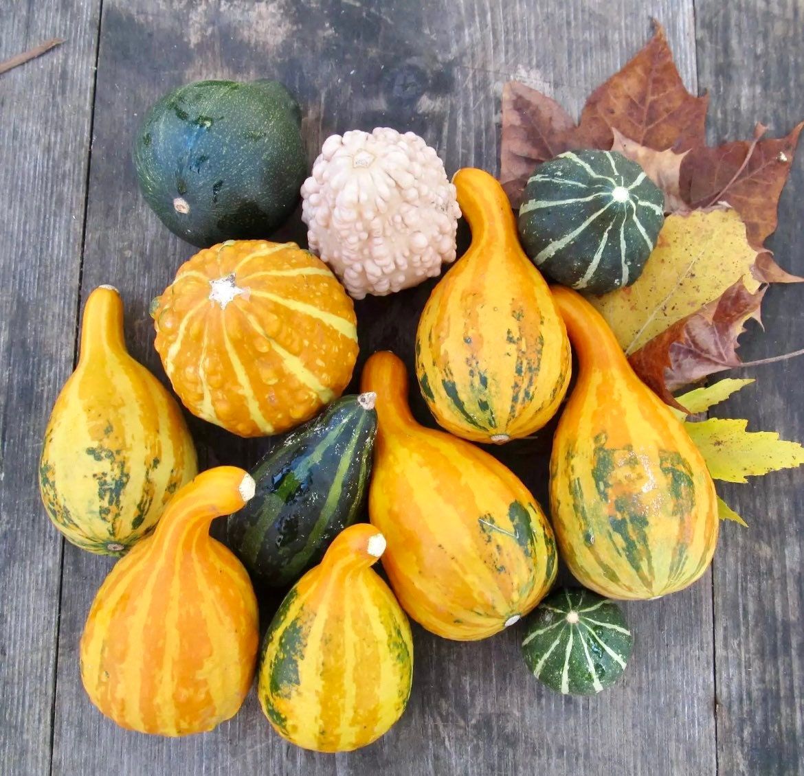 Decorative Mix Gourd Seeds ~ Grow Your Own ~ Crafts ~ Autumn