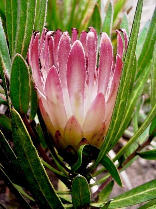 South African Burchell's Sugarbush Seeds ~ Protea Burchellii ~ Bouquets ~ Plants ~ Rare ~ Grow Your Own ~Tropical Flowers ~ Exotic Flowers