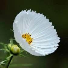 Cosmos Cupcake White Seeds ~ Cosmos ~ Cool Flowers ~ Grow Your Own ~ Butterflies ~ Bees ~ Annual ~ Summer ~ Spring ~ Bouquets