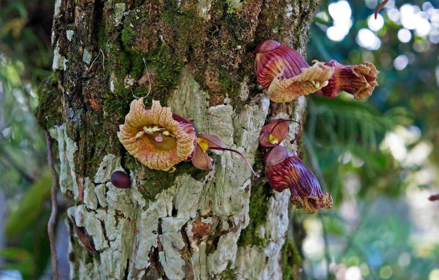 Mexican Calabash Tree Seeds ~ Crescentia Alata ~ Garden ~ Grow Your Own ~ Spring Flowers ~ Instead of Flowers ~ Unique