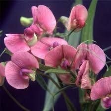 Lathyrus Chilensis Seeds ~ Rare ~ Rare Plants ~ Grow Your Own ~ Spring Flowers ~ Instead of Flowers ~ Presents