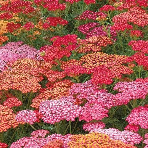 Achillea Millefolium Mix Seeds ~ Yarrow ~ Plants ~ Garden ~ Grow Your Own ~ Spring Flowers ~ Instead of Flowers ~ Presents