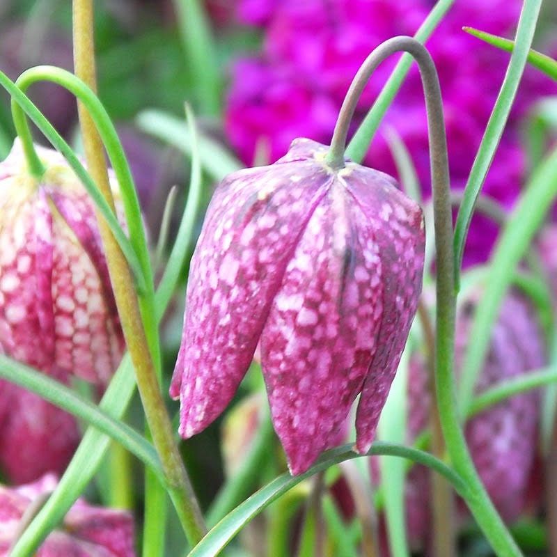 Checker Lily Seeds ~ Fritillaria Affinis Chocolate Mission Bells ~ Flowers ~ Neat Flowers ~ Spring Time ~ Gardens