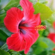 Red Syriacus Hibiscus Flower Seeds ~ Bonsai ~ Tropical ~ Instead of Flowers