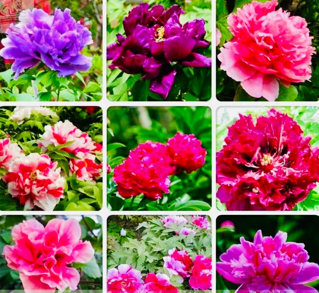 Mixed Colored Peony Flower Seeds ~ Mixed Colors Flowers ~ Cool Flowers ~ Rare ~ Heirloom Seeds