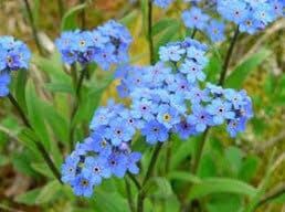 Blue Forget-Me-Not Seeds ~ Myosotis Sylvatica ~ Garden ~ Grow Your Own ~ Spring Flowers ~ Instead of Flowers