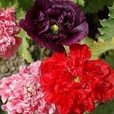 Double Peony Poppy Seeds ~ Mixed Colors ~ Gifts ~ Cool Flowers ~ Rare ~ Heirloom Seeds