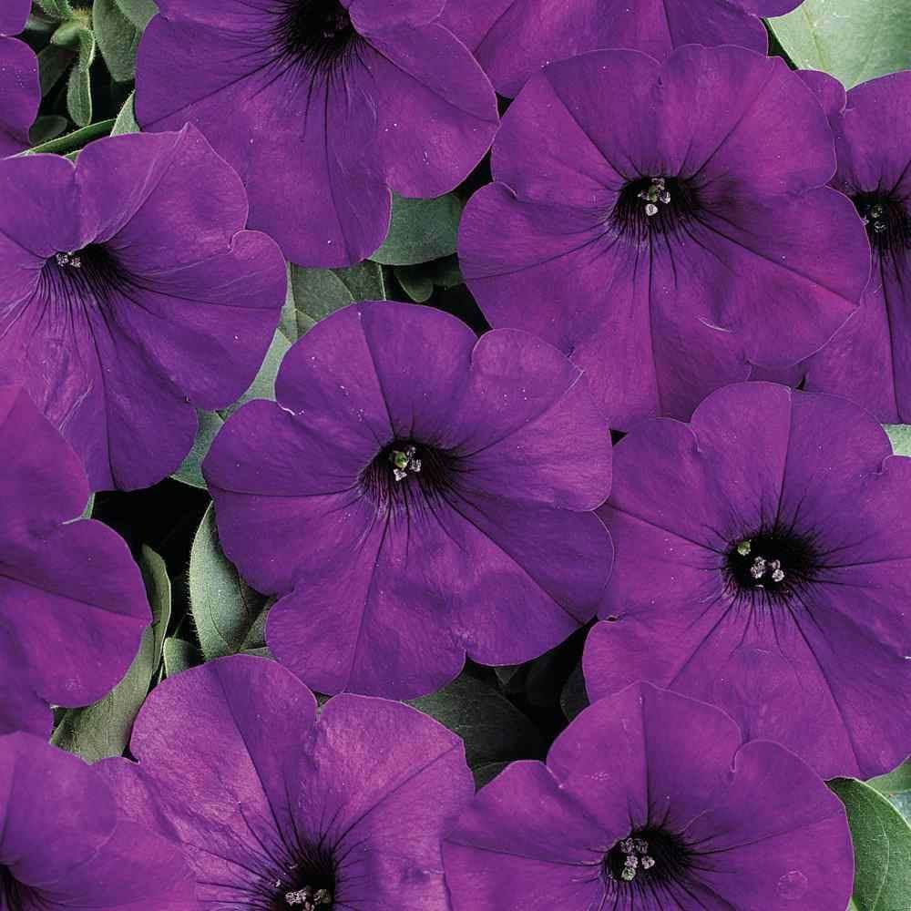 Petunia Multiflora Quinto Blue Seeds ~ Petunia x Hybrid ~ Plants ~ Garden ~ Grow Your Own ~ Spring Flowers ~ Instead of Flowers ~ Flowers