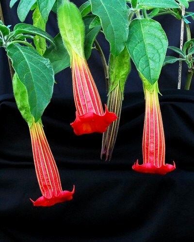 Scarlet Angel’s Trumpet Vine Seeds ~ Brugmansia Sanguinea ~ Trumpet Creeper ~ Fresh Seeds ~ Blooms ~ Flowers ~ Instead of Flowers ~ Red