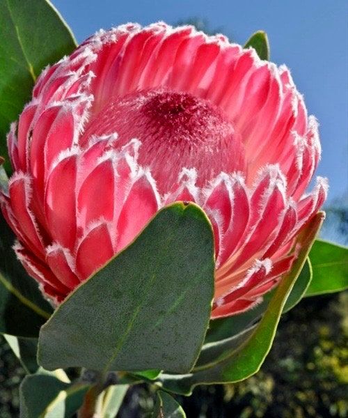 Rare Giant Queen Protea Magnifica Protea Seeds ~ "Woolly Beard" ~ Garden ~ Flower ~ Plant ~ Exotic ~ Tropical ~ Bouquet ~ Flowers