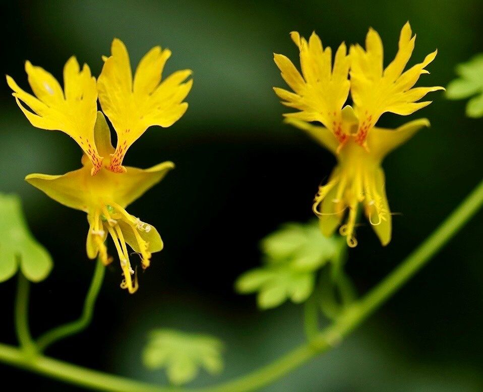 Yellow Canary Bird Vine Seeds ~ Tropaeolum Peregrinum ~ Canary Creeper ~ Canary Bird Flower ~ Edible Flowers ~ Bird Lovers ~ Exotic ~ Unique