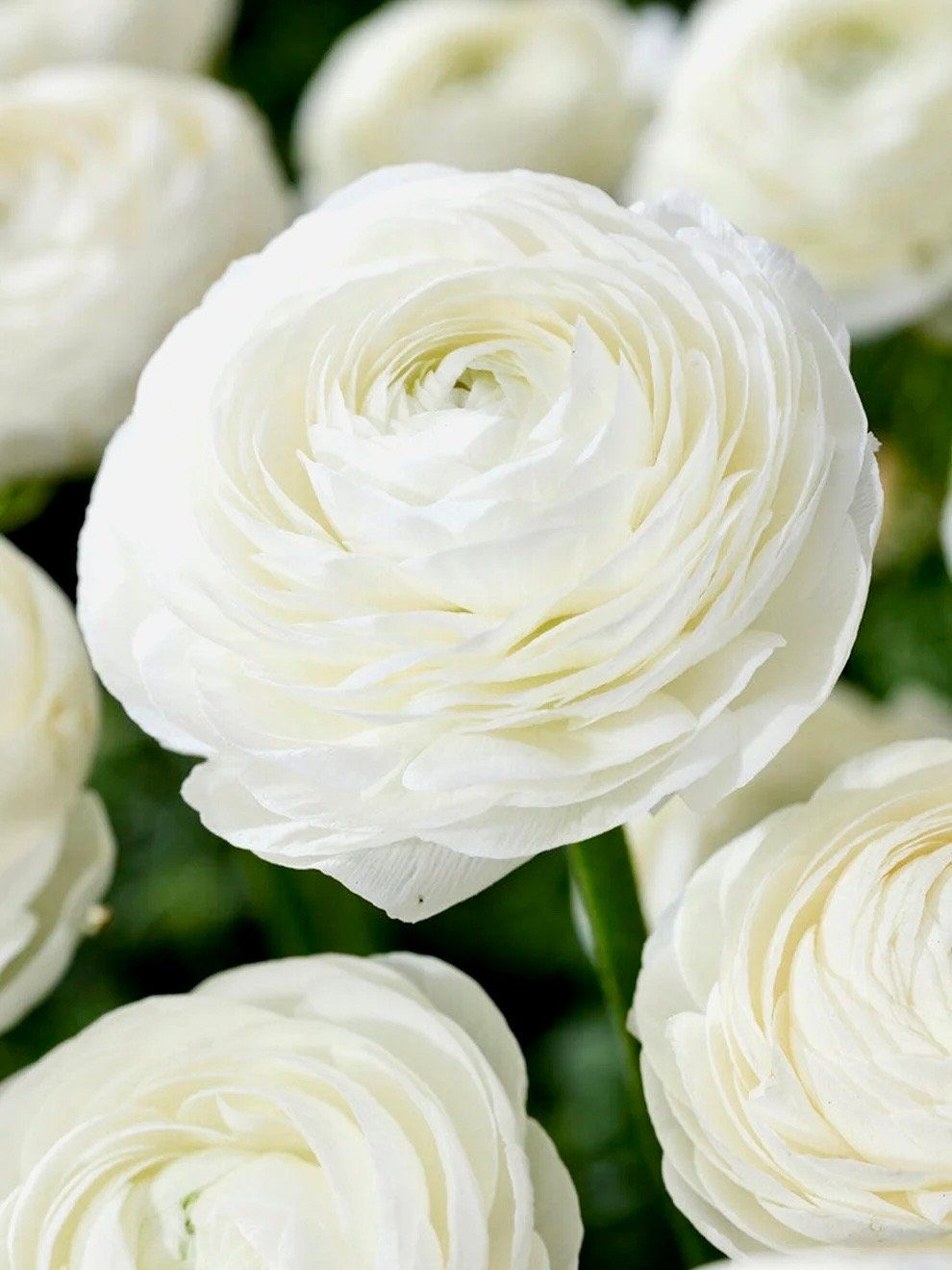 White Double Ranunculus Seeds ~ Wedding Bouquet ~ Flowers ~ Heirloom ~ Fragrance ~ Spring ~ Bouquets for Weddings