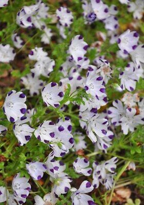 Fivespot Seeds ~ Nemophila Maculata ~  Grow Your Own ~ Spring Flowers ~ Instead