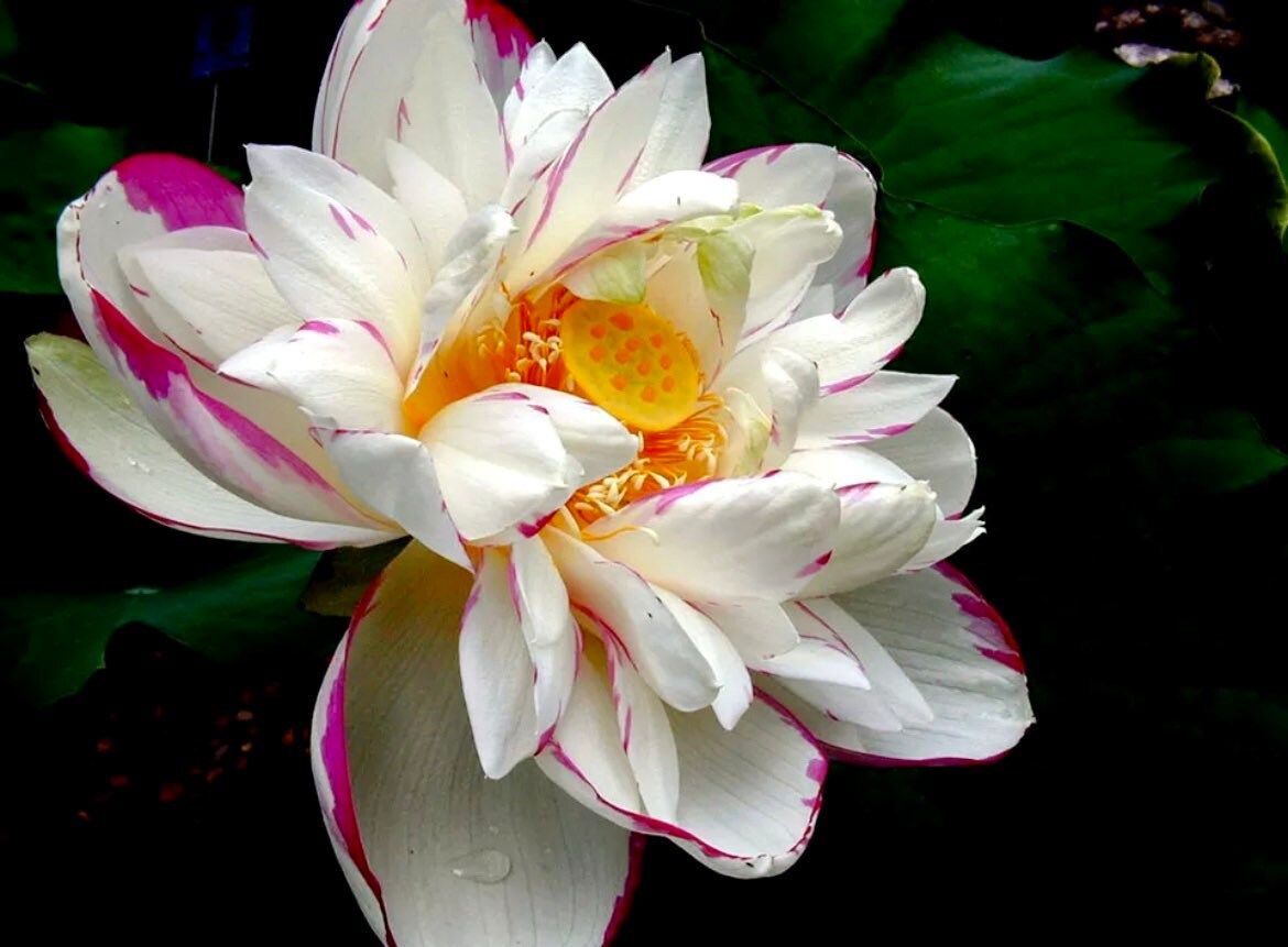 Heirloom Colorful Lotus Seeds ~Rare~Water Plants~ Bonsai Hydroponic Garden~Grow UR Own~Stocking Stuffers~Nelumbo Spp.