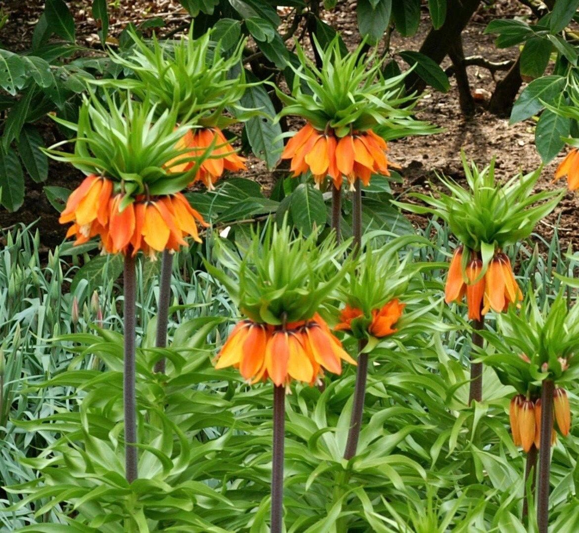 Orange Crown Imperialis Seeds ~ Fritillaria Imperialis ~ Exotic ~ Unique ~ Fun ~ Bees ~ Butterflies ~ Beautiful Flowers ~ Dr Seuss