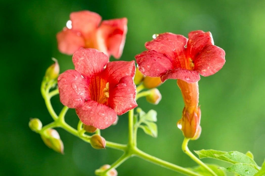 Red Devil’s Trumpet Vine Seeds ~ Trumpet Creeper ~ Campsis Radicans ~ Fresh Seeds ~ Blooms ~ Flowers ~ Instead of Flowers ~ Red