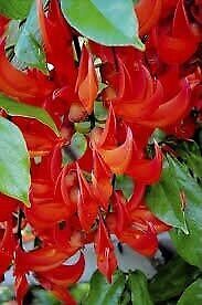 Rare Red Jade Vine Seeds ~ Mucuna Benettii ~ Mucuna Bennettii ~ Mucuna Warburgii