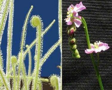 Drosera Filiformis Seeds ~ Sundew Drosera ~ Threadleaf Sundew ~ Insectivorous ~ Bug Eating ~ Cool plants ~ Easy to Grow ~ Houseplants