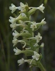 Platanthera Clavellata Seeds ~ Little Club-Spur Bog-Orchid ~ Orchids ~ Usual Flowers ~ Exotic Flower