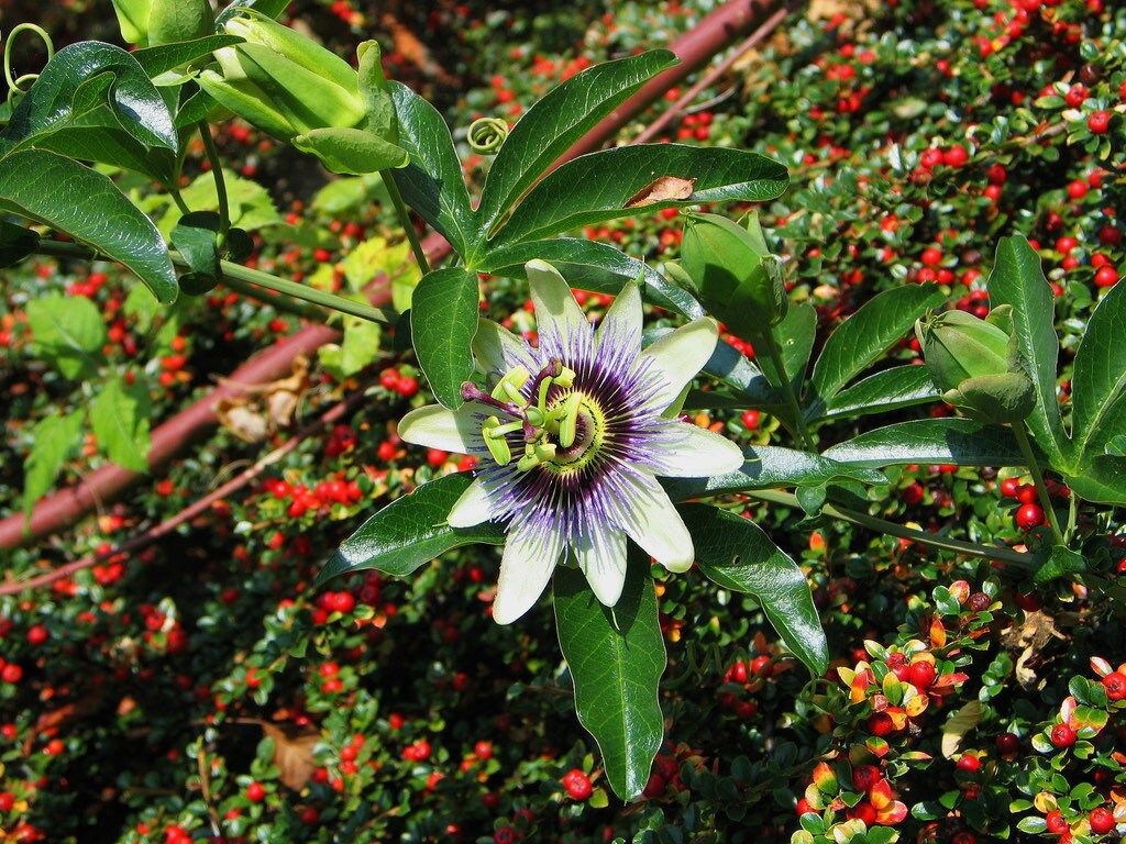 Blue Passiflora Seeds ~ Passionfruit ~ Maypop ~ Passionflower ~ True Passionflower ~ Wild Apricot ~ Wild Passion Vine