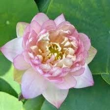 Tiny Red Gulang Lotus Seeds ~ Micro Lotus ~ Teacup Lotus ~ Hydroponic Garden ~ Water Plants ~ Flower Changes Color