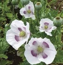 Papaver Somniferum ‘Maanzaad’ Seeds ~ Rare ~ Rare Plants ~ Grow Your Own ~ Spring Flowers