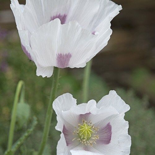 Papaver Somniferum ‘Maanzaad’ Seeds ~ Rare ~ Rare Plants ~ Grow Your Own ~ Spring Flowers