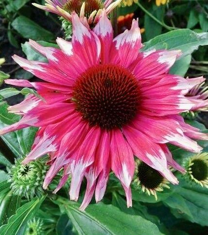 Pink and White Coneflower Seeds ~ Echinacea Hybrid ~ Flowering Plant ~ Unusual Flowers ~ Flower ~ Growing Flowers ~ Garden ~ Plant