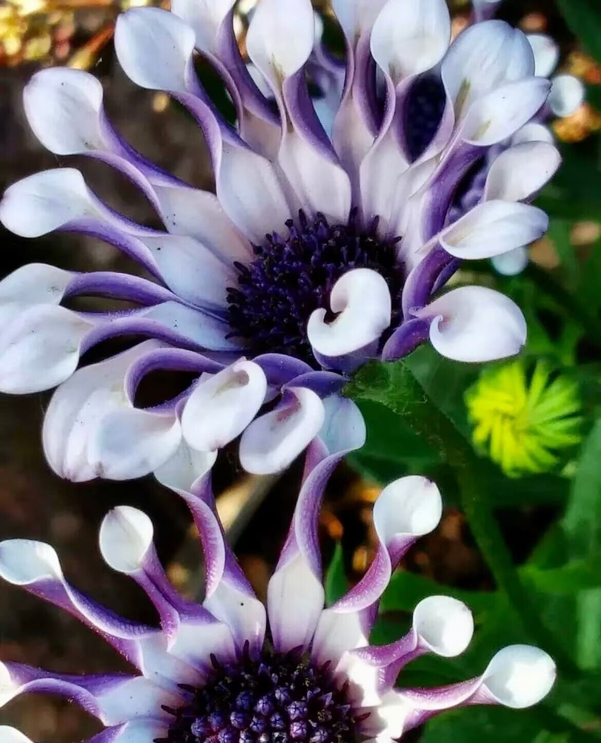 Osteospermum Mix Seeds ~ Spider ~ Daisy ~ Cool Flowers ~ Grow Your Own ~ Rare