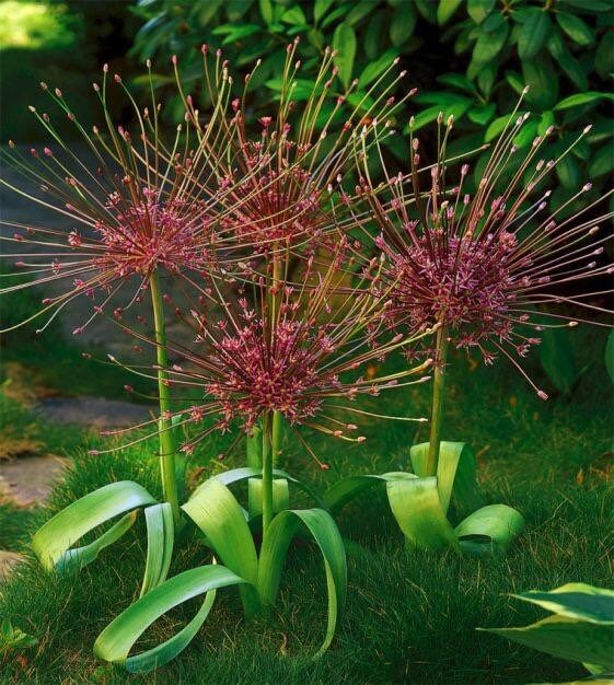 Allium Schubertii Seeds ~ Plants ~ Garden ~ Grow Your Own ~ Spring Flowers ~ Instead of Flowers ~ Presents