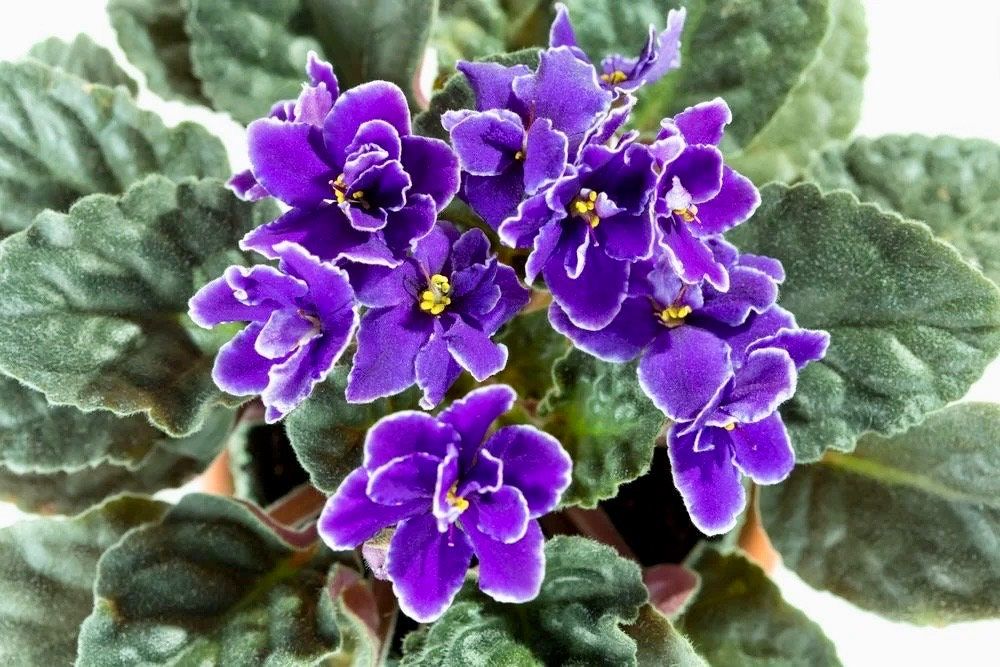 indoor plant with small purple flowers Rare Trailing African Violet Seeds ~ Saintpaulia ~ Indoor Plant ~ Hous – Your Plant Bitch