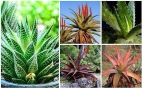 Variety Mixed Rare Aloe Seeds ~ Grow Your Own ~ Spring Flowers ~ Instead of Flowers ~ Succulents ~ Easy Care ~ Rare ~ Colorful ~ Helps  Cuts